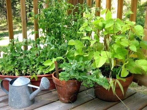 Conceptos básicos de jardinería